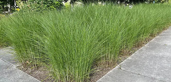 l'assainissement filtre avec des plantes roseaux