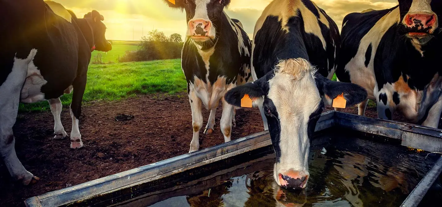 des vaches dans un pré qui boivent dans un abreuvoir