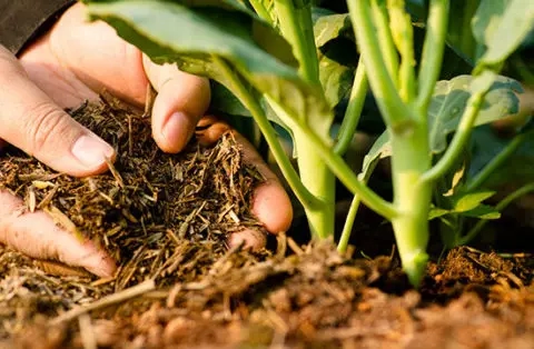 Des mains mettent le compost du xylit aux pieds de plantes