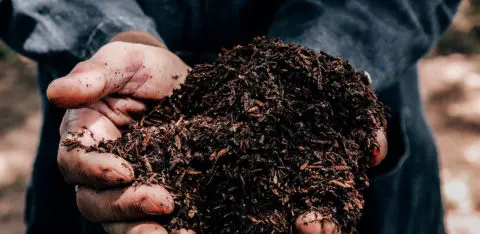 Une personne tenant une poignée de xylit donc le media compostable filtre compact