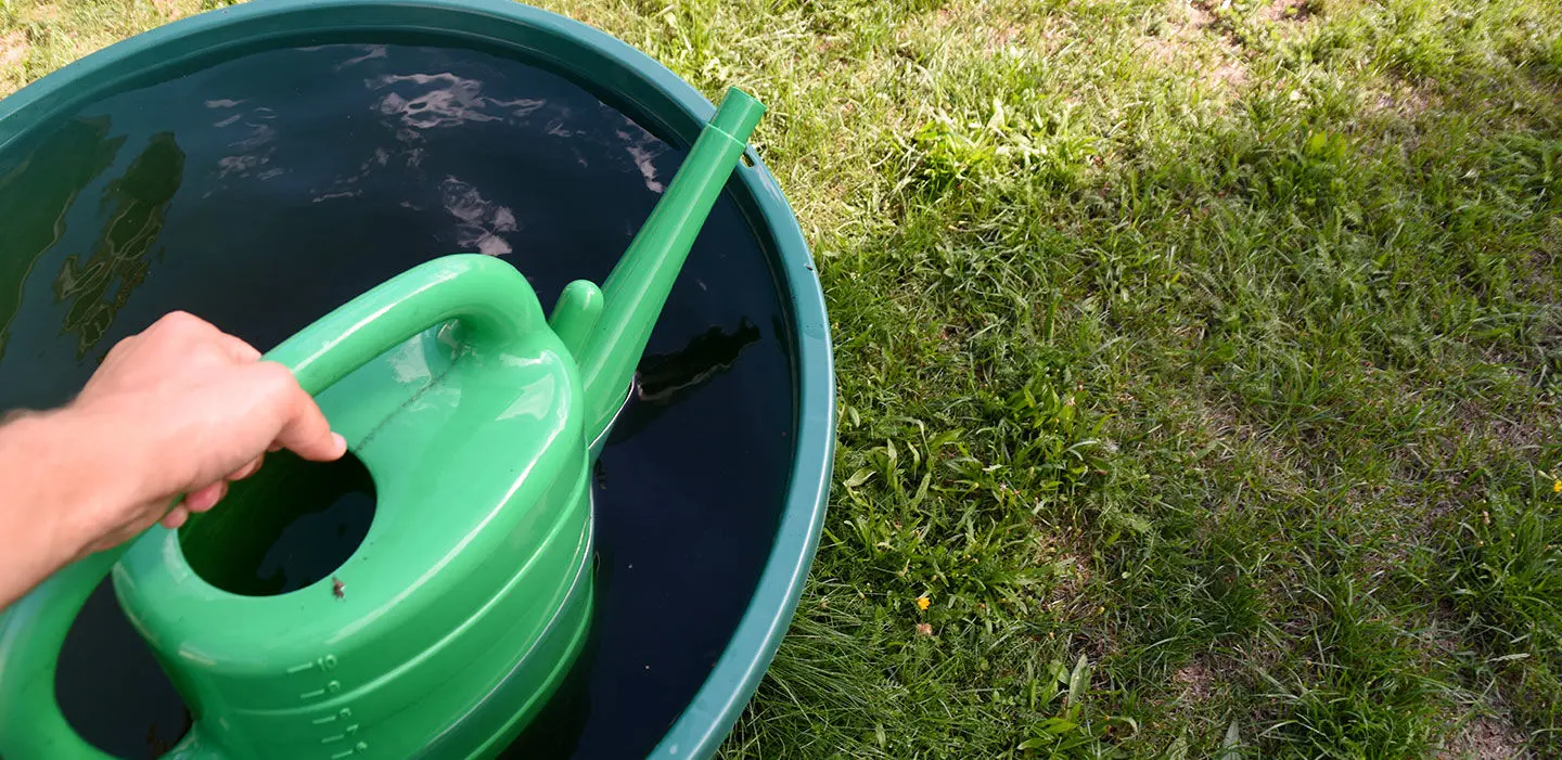 eau de pluie dans un seau récupérée par un arrosoir