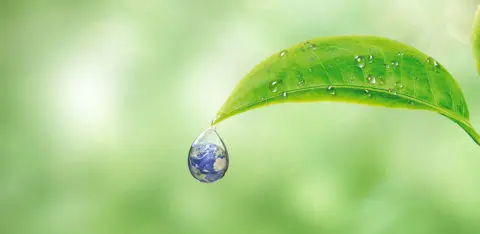 une goutte d'eau coule d'une feuille