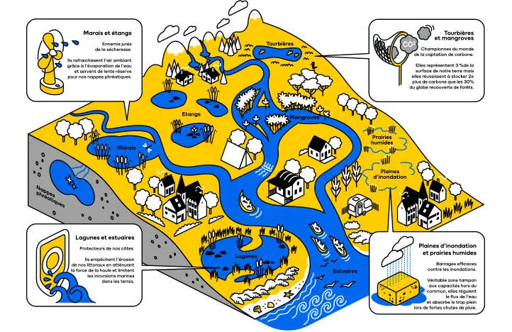 illustration zones humides : marais et étangs, tourbières et mangroves, logunes et estuaires, plaines d'inondation et prairies humides