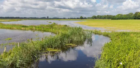 zones humides