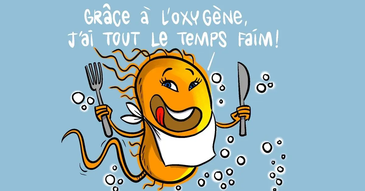 une bactérie aérobie "grâce à l'oxygène, j'ai tout le temps"