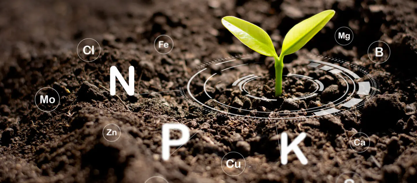 une plante avec autour d'elle des symboles chimiques (sol riche)