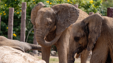 animalier - éléphant